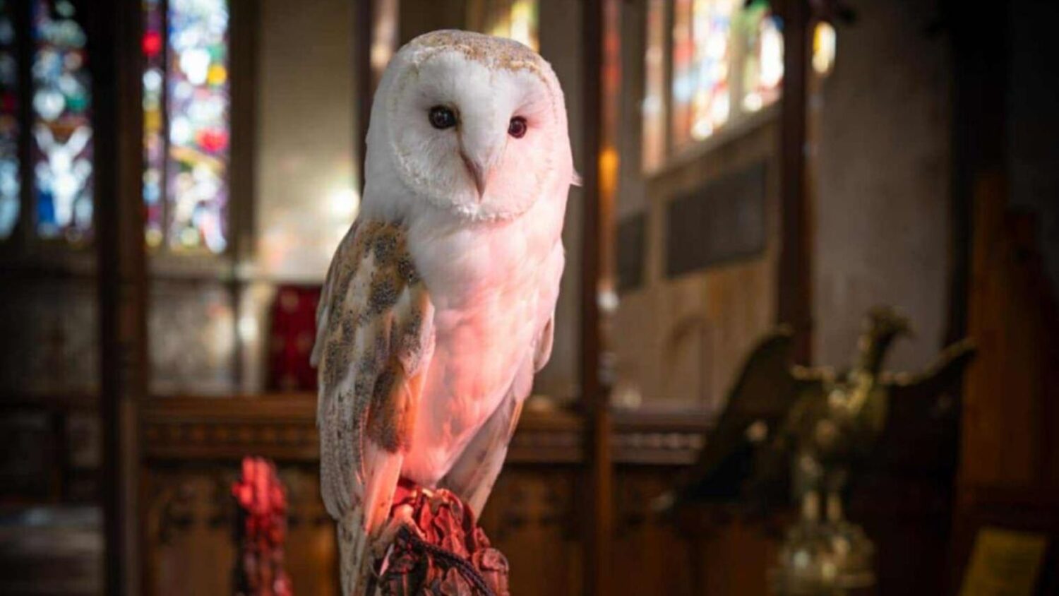 Owl at Sudeley Castle