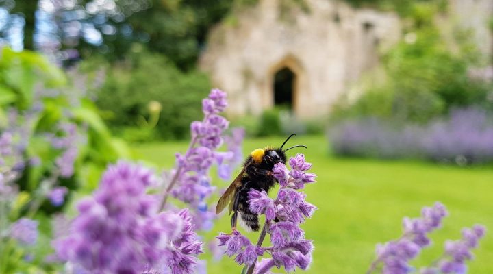 Image for Bee and butterfly trail at Sudeley Castle