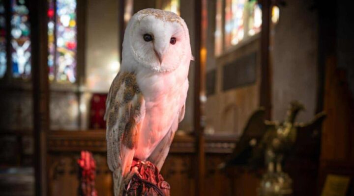 Owl Experiences