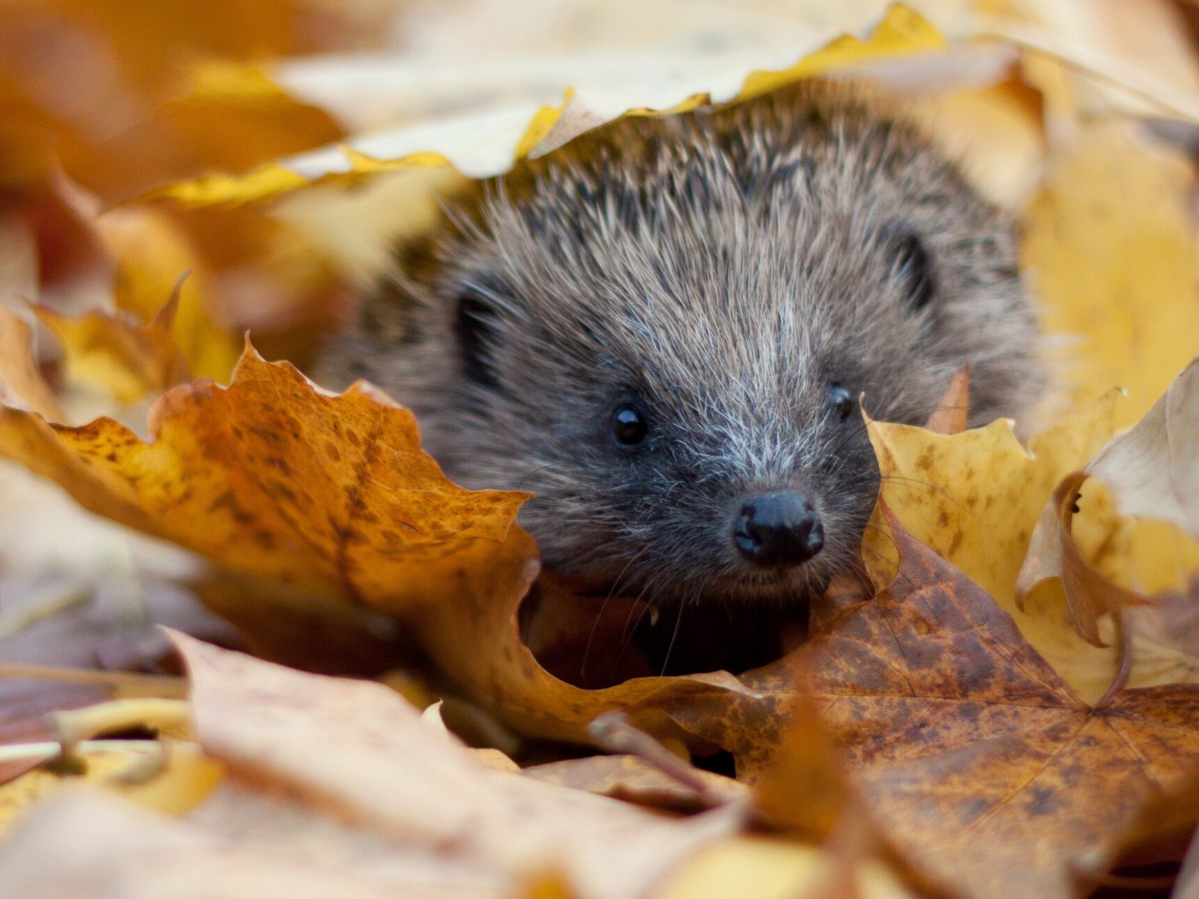 The base of the Bug House is designed to offer shelter for hedgehogs. Photo credit Tom Marshall.