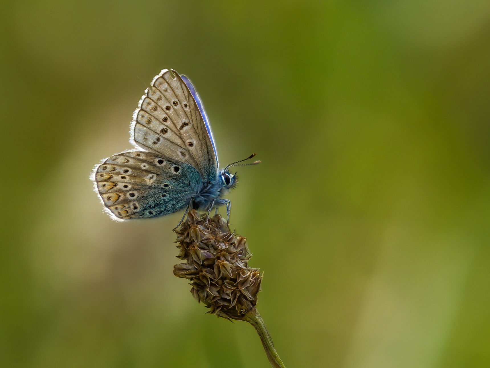 The sedum roof is rich in pollen and nectar - perfect for butterflies. Photo credit Terry Stevenson.